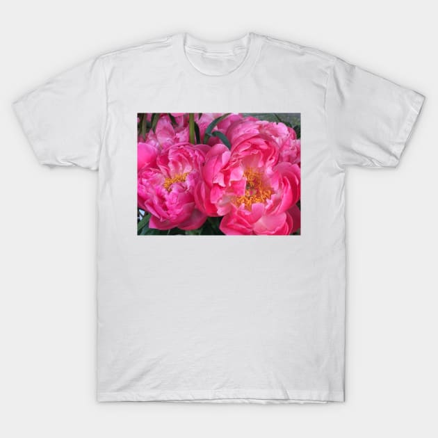 Pink Peonies T-Shirt by ephotocard